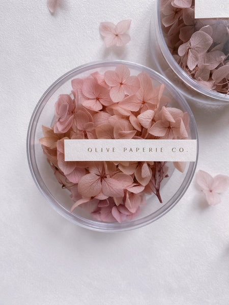 Dried hydrangeas in blush ombre in clear box